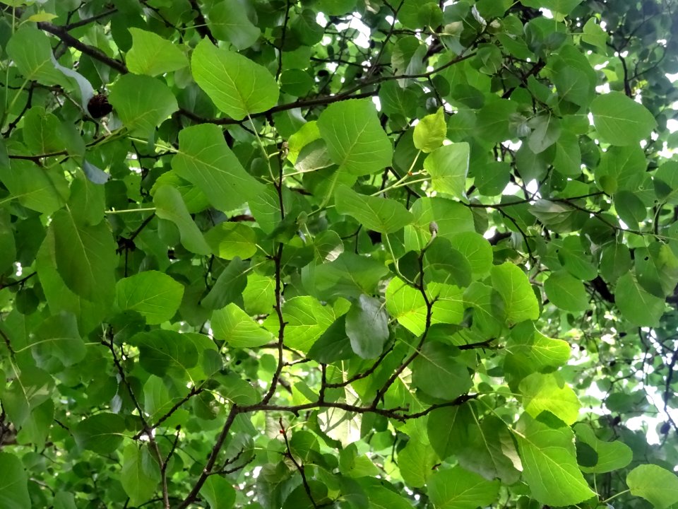 Feuilles et fruits de l'Aulne de Corse ou Aulne à feuilles… 