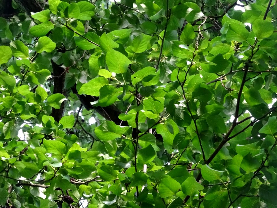 Feuilles de l'Aulne de Corse ou Aulne à feuilles en coeur,… 