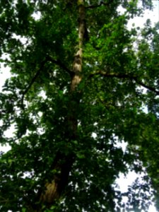 Tronc, branche et feuilles de l'Aulne de Corse ou Aulne à … 