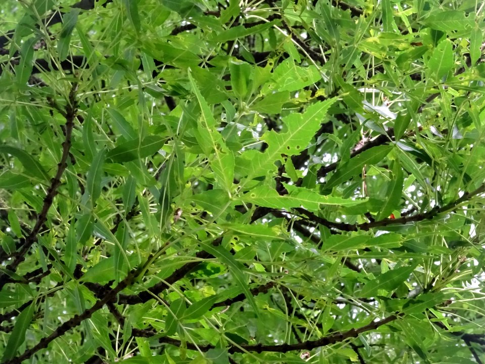 Feuilles du Frêne à feuilles étroites, Fraxinus angustifol… 
