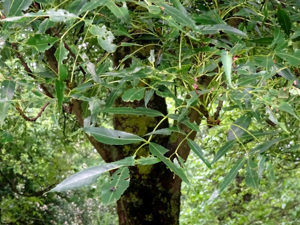 Feuilles du Frêne à feuilles étroites, Fraxinus angustifol… 