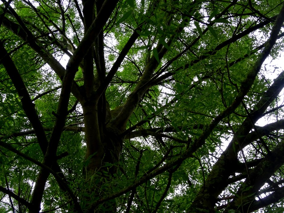 Tronc, branches et feuilles du Frêne à feuilles étroites, … 