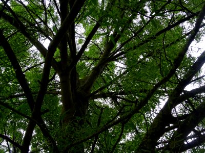 Tronc, branches et feuilles du Frêne à feuilles étroites, … 