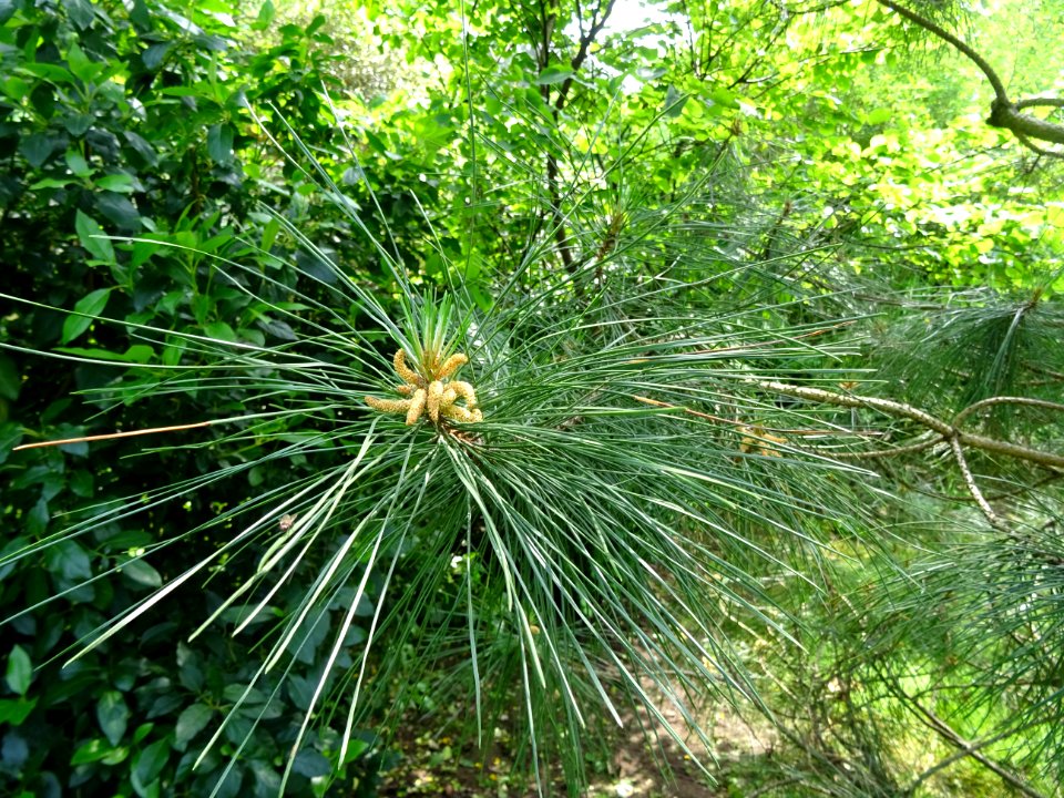 Aiguilles du Pin laricio de Corse, Pinus nigra var. mariti… 