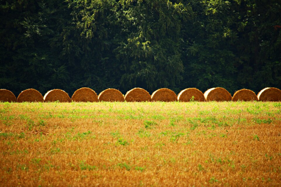 Harvest landscape summer