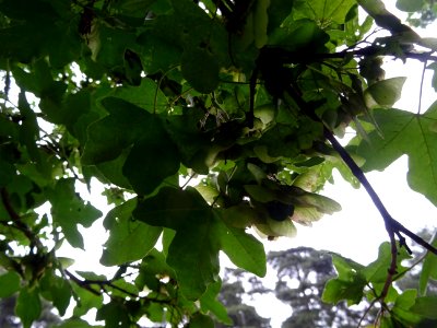 Feuilles et disamares de l'Erable champêtre, Acer campestr… 