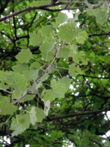 Feuilles du Peuplier blanc, Populus alba, Salicacées 