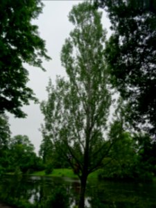 Peuplier blanc, Populus alba, Salicacées 