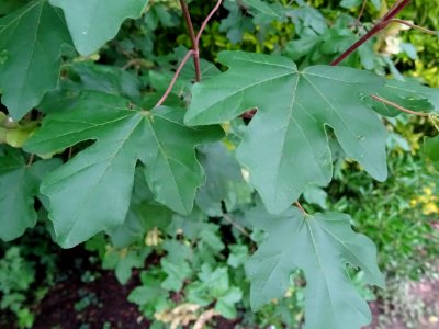 Feuilles et disamares de l'Erable champêtre, Acer campestr… 