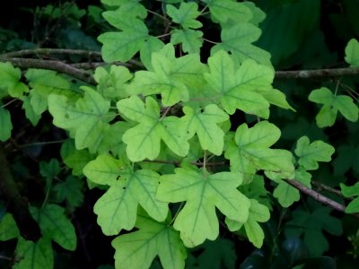Feuilles de l'Erable champêtre, Acer campestre, Acéracées 