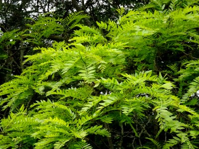 Feuilles du Févier d'Amérique doré, Gleditsia triacanthos … 