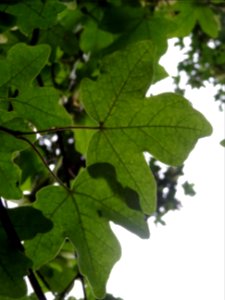 Feuilles de l'Erable champêtre, Acer campestre, Acéracées 