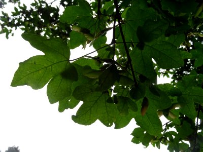 Feuilles et disamares de l'Erable champêtre, Acer campestr… 