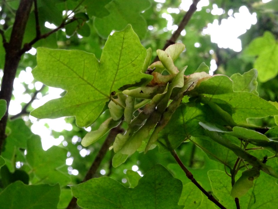 Feuilles et disamares de l'Erable champêtre, Acer campestr… 