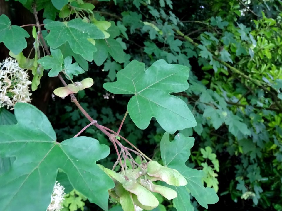 Feuilles et disamares de l'Erable champêtre, Acer campestr… 