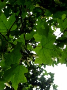 Feuilles et disamares de l'Erable champêtre, Acer campestr… 