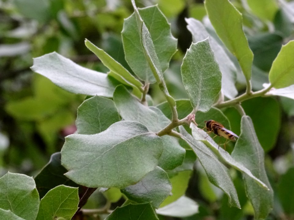 Jeunes feuilles de Chêne vert, Quercus ilex, Fagacées 