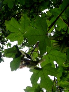 Feuilles et disamares de l'Erable champêtre, Acer campestr… 