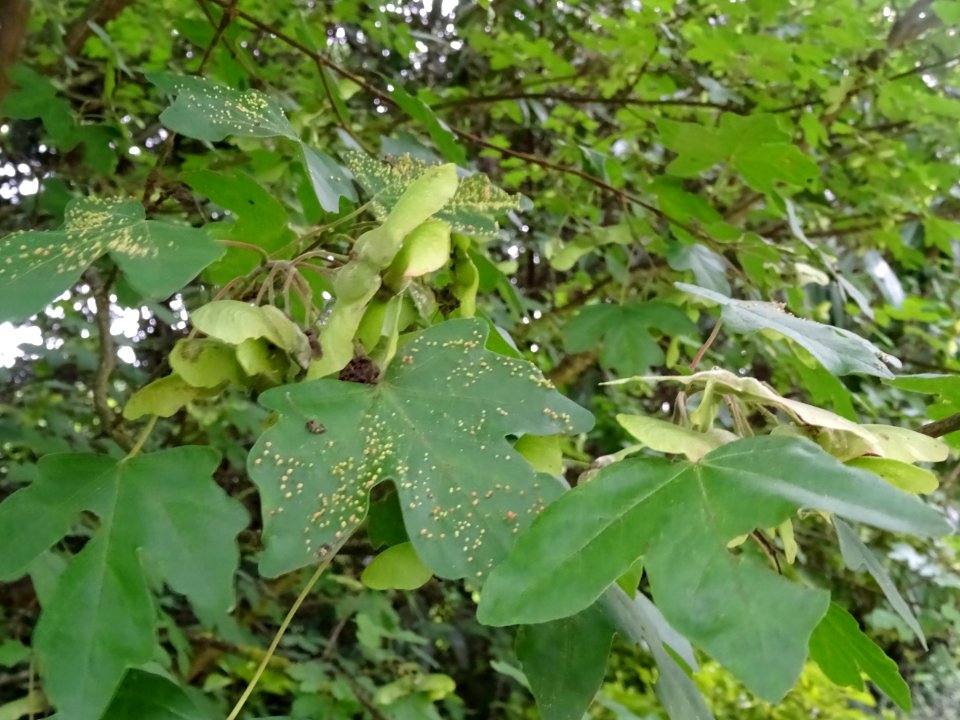 Feuilles et disamares de l'Erable champêtre, Acer campestr… 