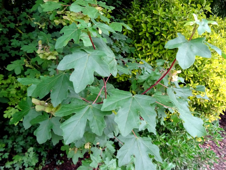 Feuilles et disamares de l'Erable champêtre, Acer campestr… 