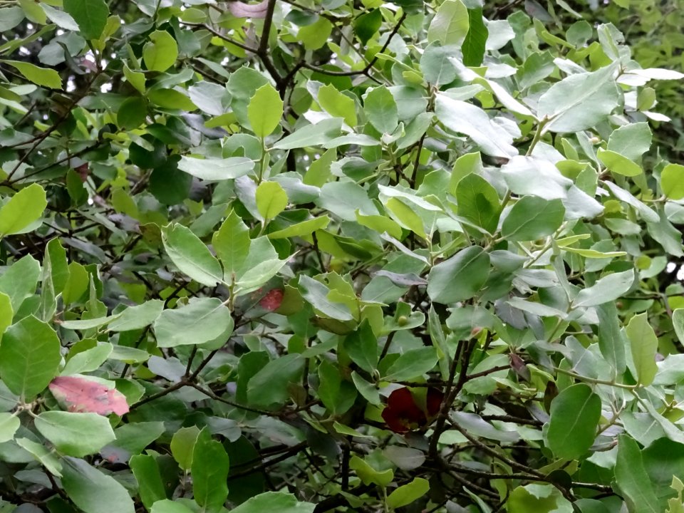 Jeunes feuilles de Chêne vert, Quercus ilex, Fagacées 