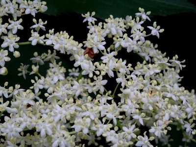 Fleurs du Sureau noir, Sambucus nigra, Caprifoliacées 