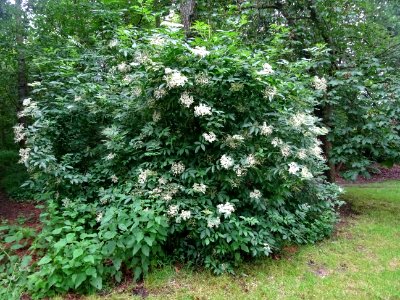 Sureau noir, Sambucus nigra, Caprifoliacées 