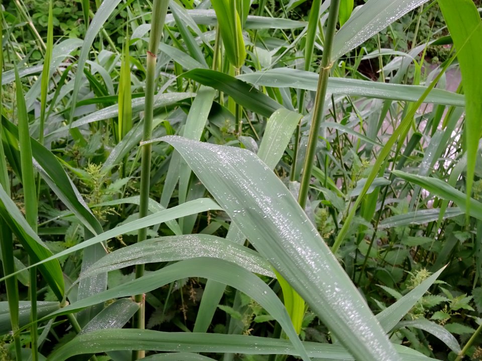 Roseau commun, Phragmites australis, Poacées 