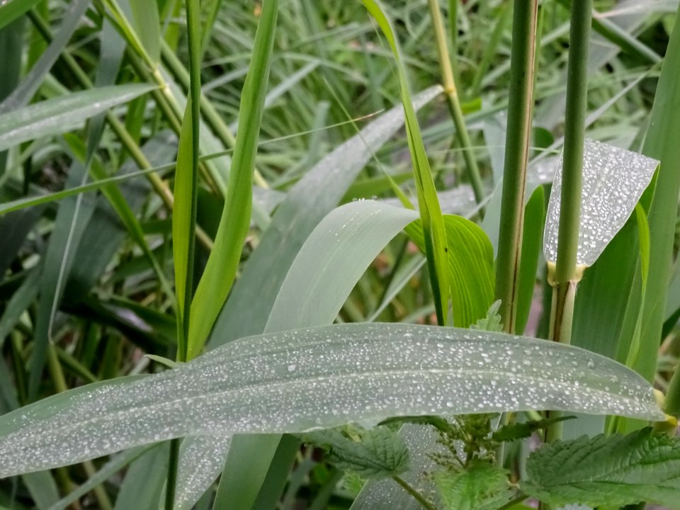 Roseau commun, Phragmites australis, Poacées 
