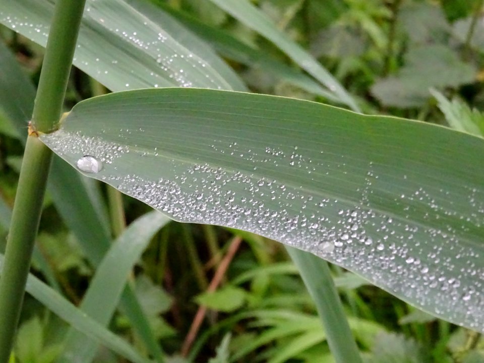 Roseau commun, Phragmites australis, Poacées 