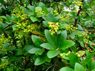 Feuilles et fleurs de l'Epine-vinette, Berberis vulgaris, … 