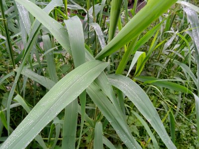Roseau commun, Phragmites australis, Poacées 
