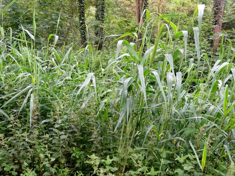 Roseau commun, Phragmites australis, Poacées 