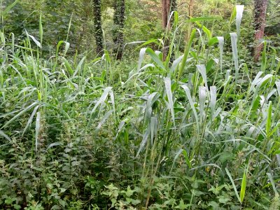 Roseau commun, Phragmites australis, Poacées 