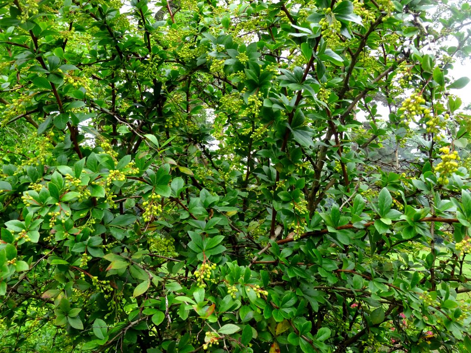Feuilles et fleurs de l'Epine-vinette, Berberis vulgaris, … 