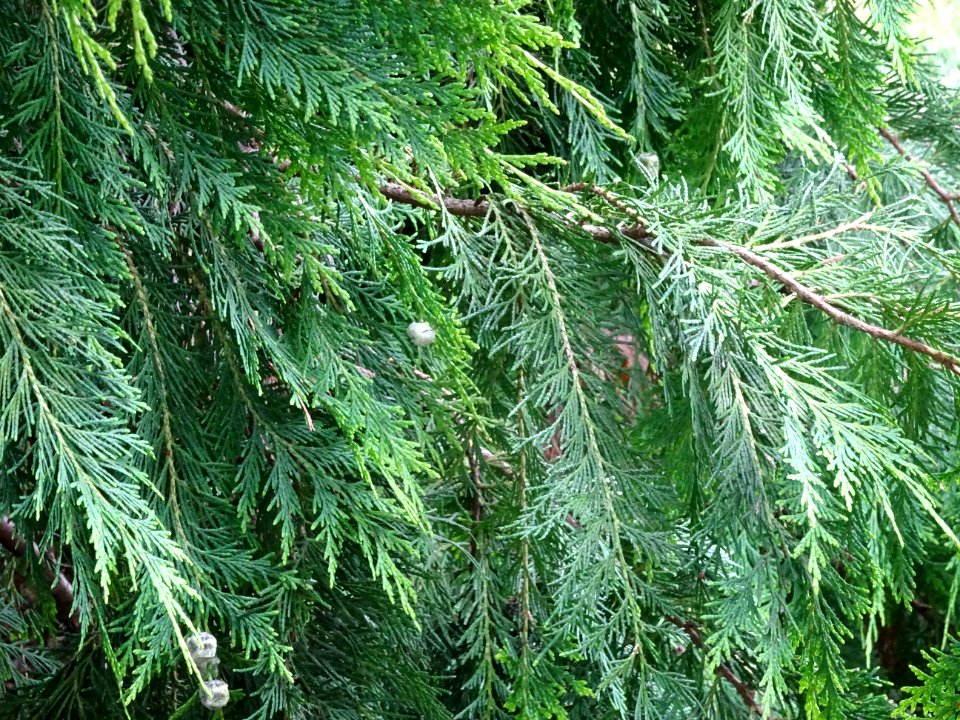 Rameaux et fruits du Thuya occidental, Thuja occidentalis,… 