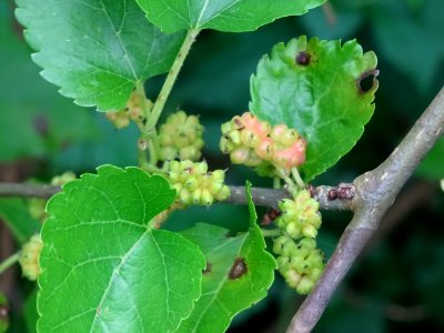 Feuilles et fruits du Murier pleureur, Morus alba pendula,… 