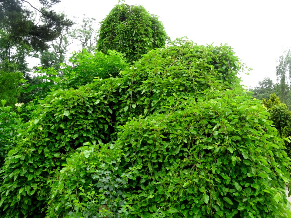 Murier pleureur, Morus alba pendula, Moracées 