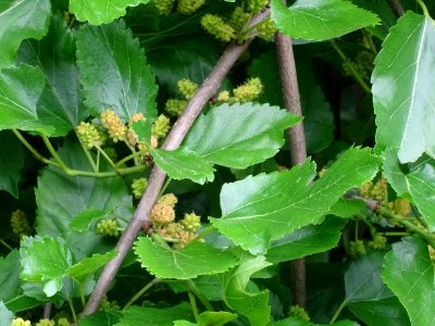 Feuilles et fruits du Murier pleureur, Morus alba pendula,… 