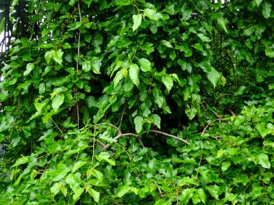 Murier pleureur, Morus alba pendula, Moracées 