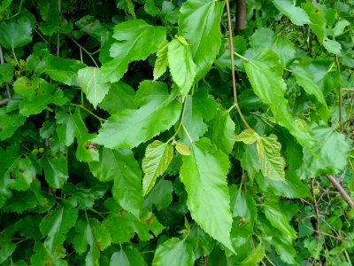 Feuilles du Murier pleureur, Morus alba pendula, Moracées 