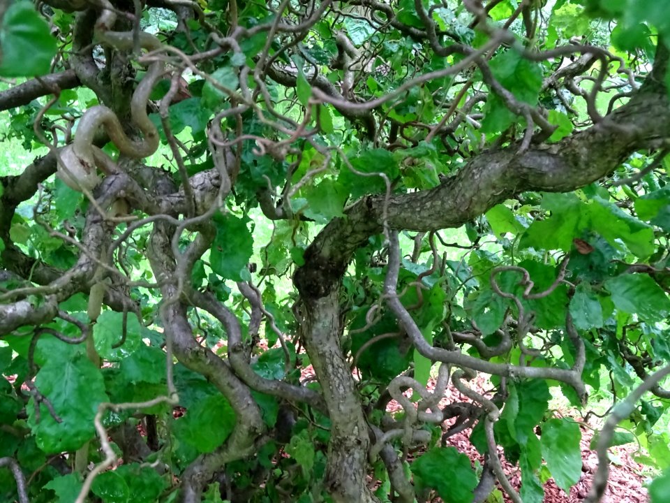 Noisetier tortueux, Corylus avellana contorta, Betulacées 