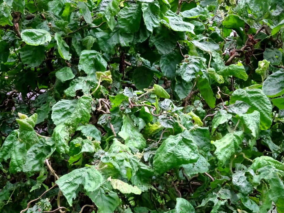 Noisetier tortueux, Corylus avellana contorta, Betulacées 