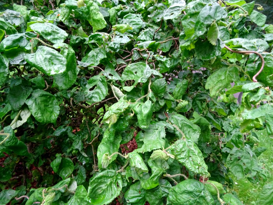 Noisetier tortueux, Corylus avellana contorta, Betulacées 