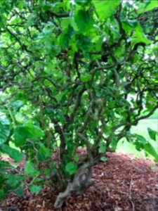 Noisetier tortueux, Corylus avellana contorta, Betulacées 