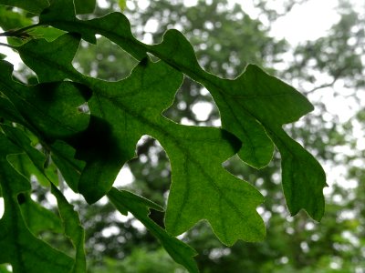 Feuilles du Chêne chevelu ou chêne lombard, Quercus cerris… 