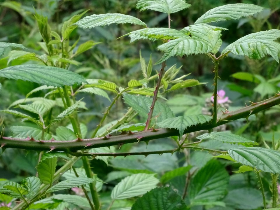 Tiges piquantes de la Ronce commune, Rubus fruticosus, Ros… 