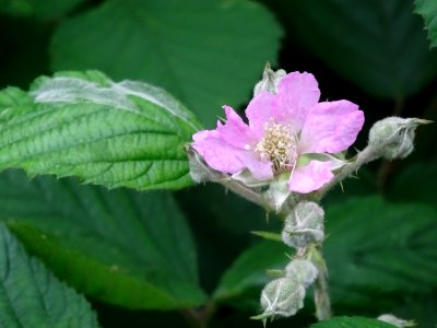 Fleur de la Ronce commune, Rubus fruticosus, Rosacées photo