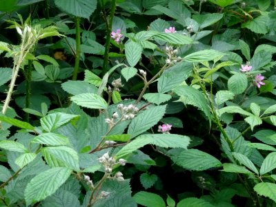 Feuilles et fleurs en boutons de la Ronce commune, Rubus f… 