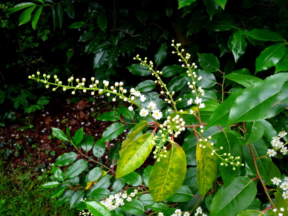 Feuilles et fleurs du Laurier du Portugal, Prunus lusitani… 
